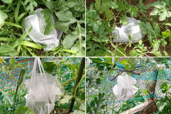 f:id:plnttr831:20210802172544j:plain