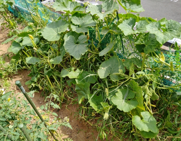 f:id:plnttr831:20210802172548j:plain