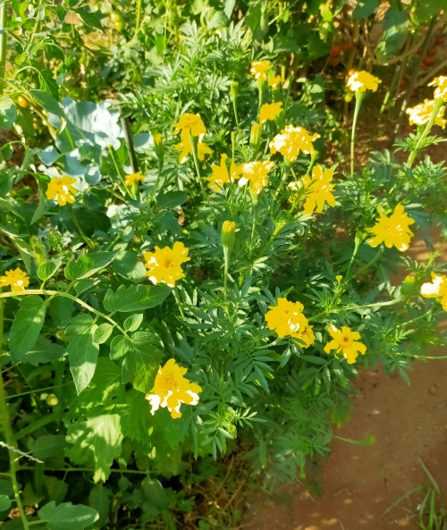 f:id:plnttr831:20210802172557j:plain