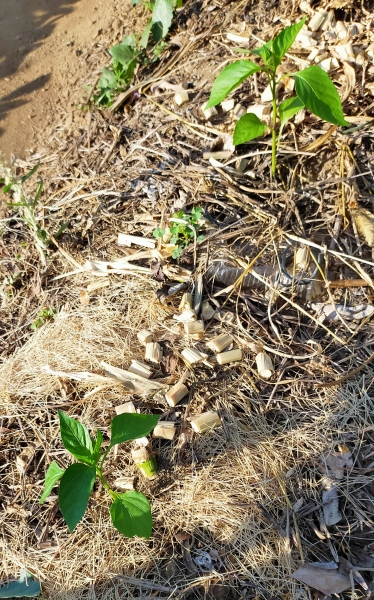 f:id:plnttr831:20210802172614j:plain