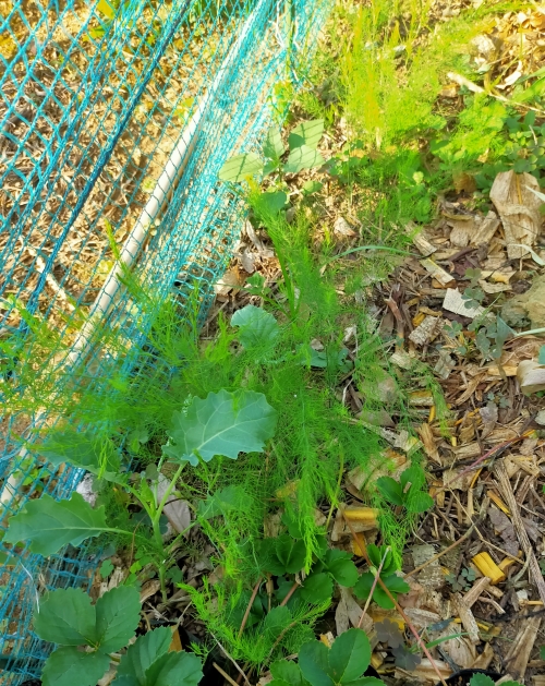 f:id:plnttr831:20210802172630j:plain