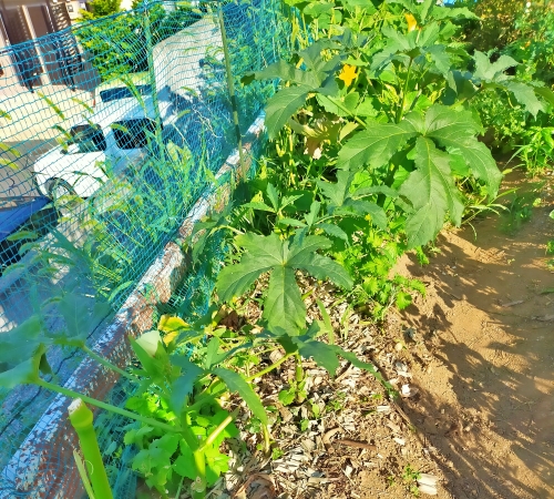 f:id:plnttr831:20210802172635j:plain