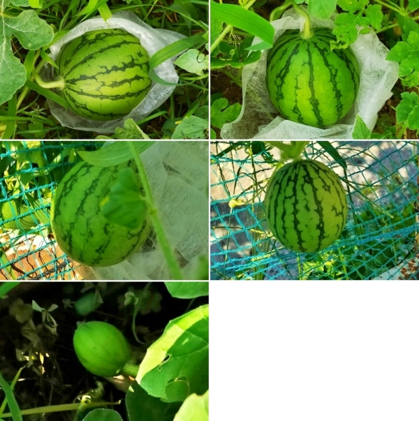 f:id:plnttr831:20210802172639j:plain