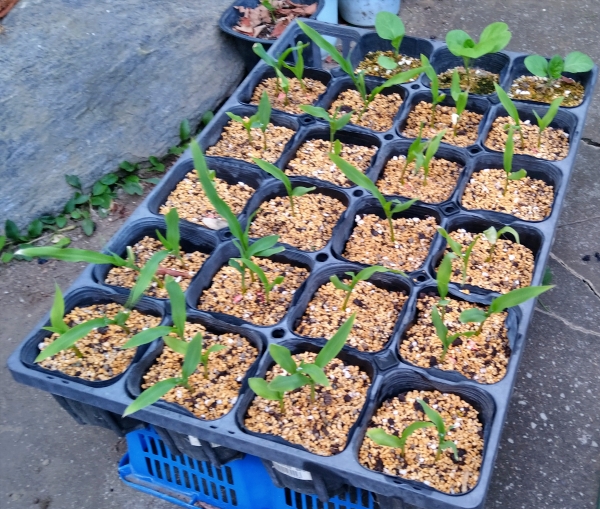 f:id:plnttr831:20210803203132j:plain