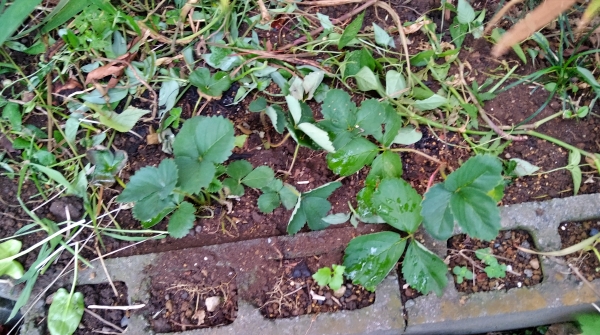 f:id:plnttr831:20210803203137j:plain