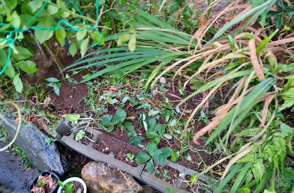 f:id:plnttr831:20210803203142j:plain