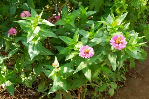 f:id:plnttr831:20210910103331j:plain