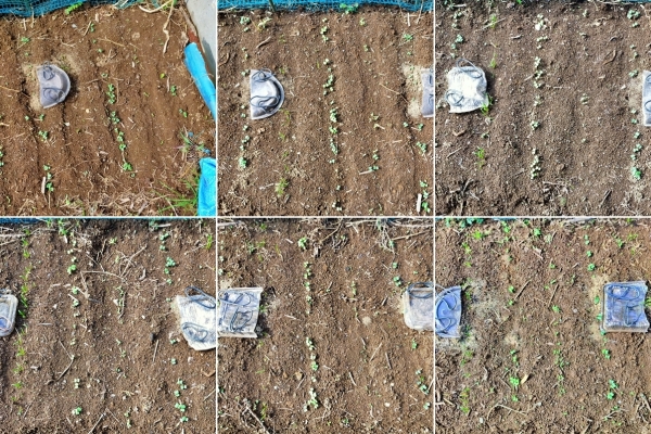 f:id:plnttr831:20210910103412j:plain