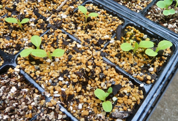 f:id:plnttr831:20210912155249j:plain