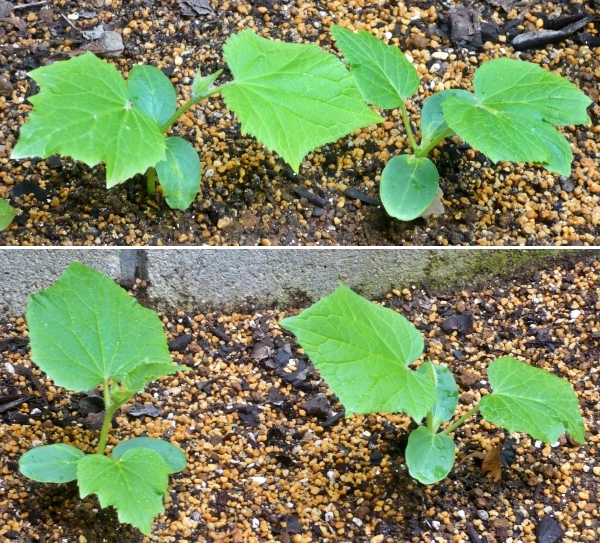 f:id:plnttr831:20210912155252j:plain