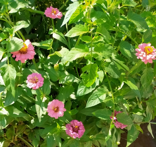 f:id:plnttr831:20210921095407j:plain