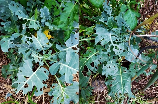 f:id:plnttr831:20210926115527j:plain