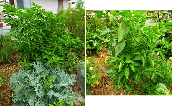 f:id:plnttr831:20210926115531j:plain