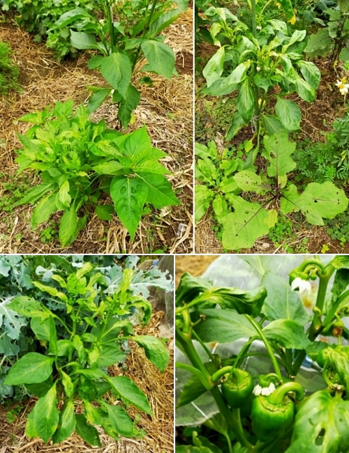 f:id:plnttr831:20210926115534j:plain