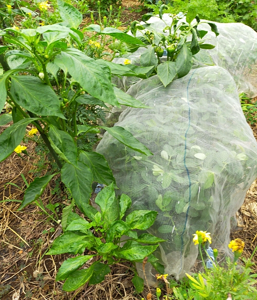 f:id:plnttr831:20210926115538j:plain