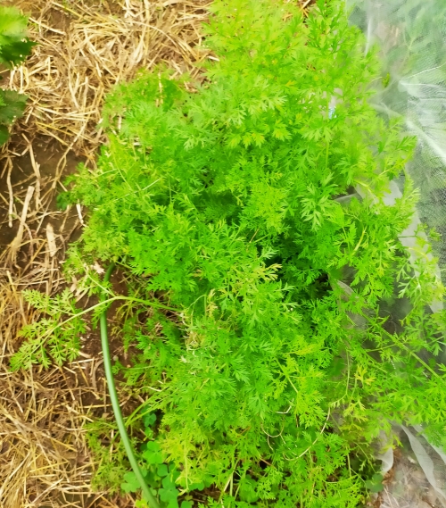 f:id:plnttr831:20210926115543j:plain