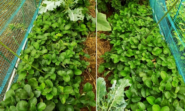 f:id:plnttr831:20210926115551j:plain