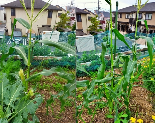 f:id:plnttr831:20210926115555j:plain