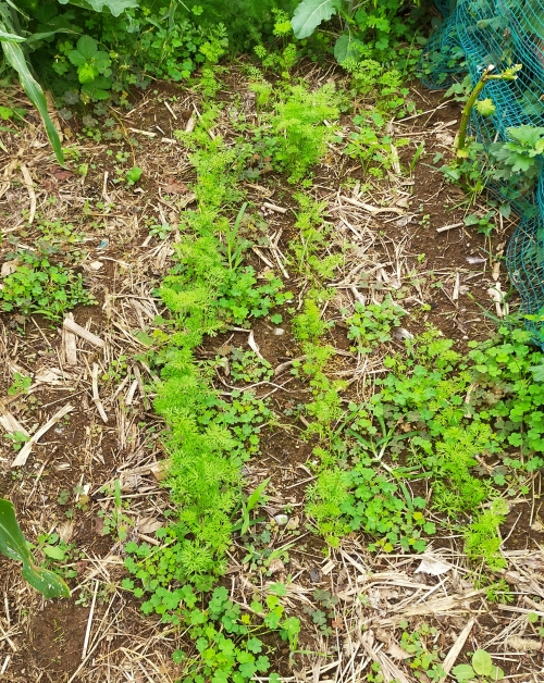 f:id:plnttr831:20210926115603j:plain