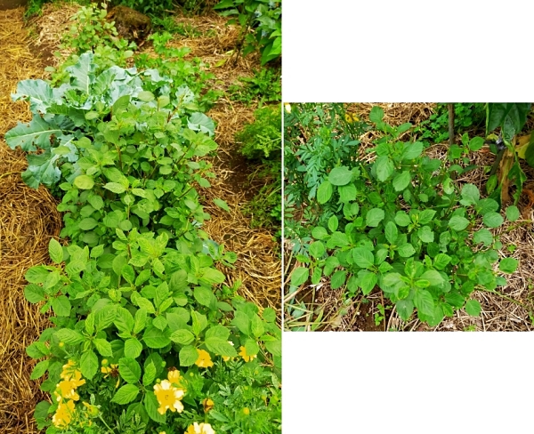 f:id:plnttr831:20210926115606j:plain