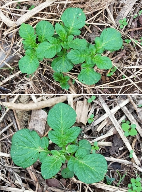 f:id:plnttr831:20210926115610j:plain