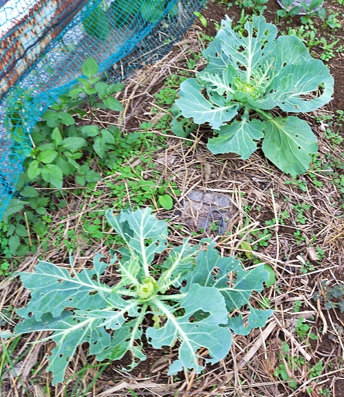 f:id:plnttr831:20210926115613j:plain