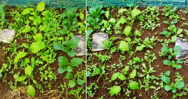 f:id:plnttr831:20210926115616j:plain