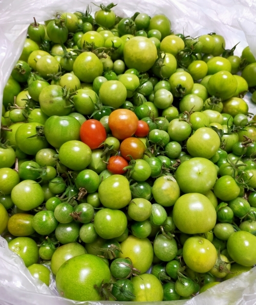 f:id:plnttr831:20211021192733j:plain