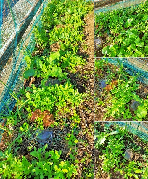 f:id:plnttr831:20211115112717j:plain