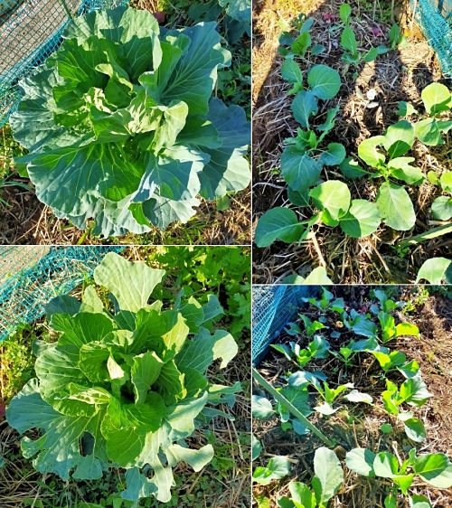 f:id:plnttr831:20211125132904j:plain