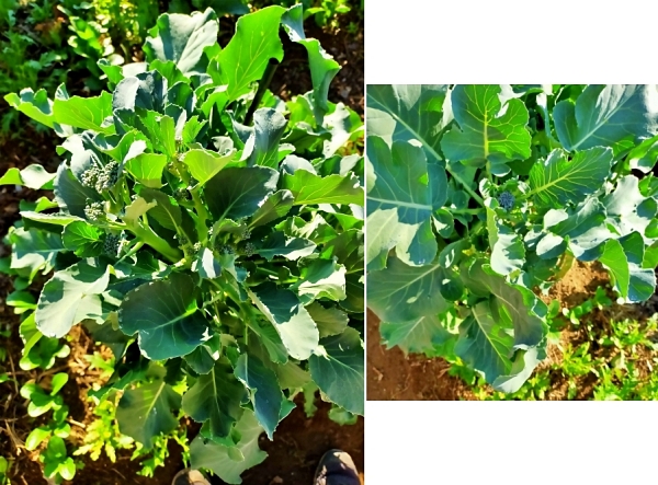 f:id:plnttr831:20211126105004j:plain