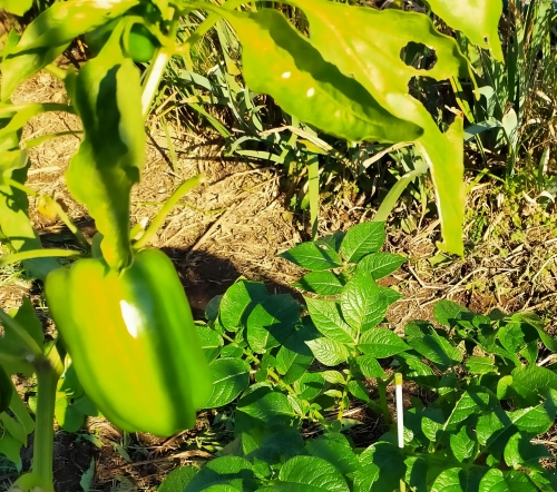 f:id:plnttr831:20211126105014j:plain