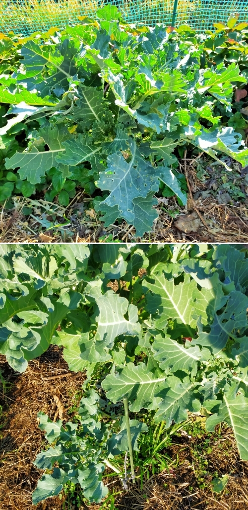 f:id:plnttr831:20211126105020j:plain