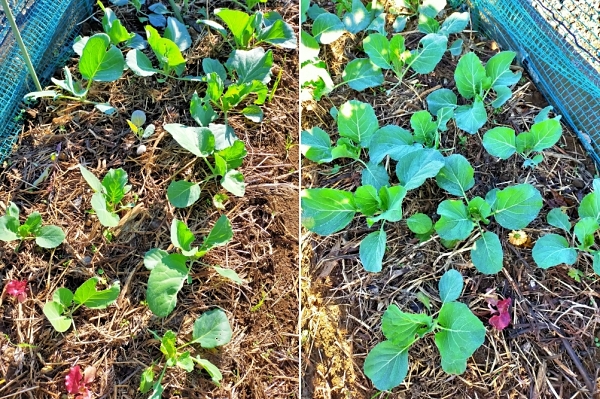 f:id:plnttr831:20211126105027j:plain