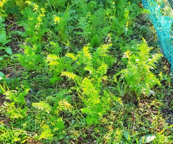 f:id:plnttr831:20211126105033j:plain