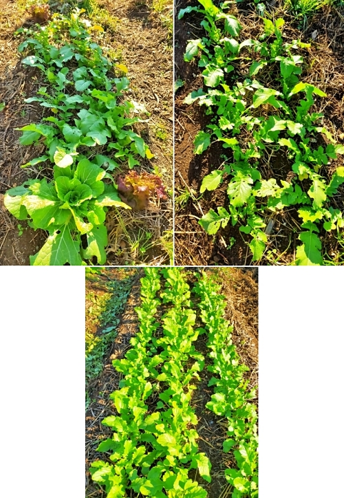 f:id:plnttr831:20211126105037j:plain