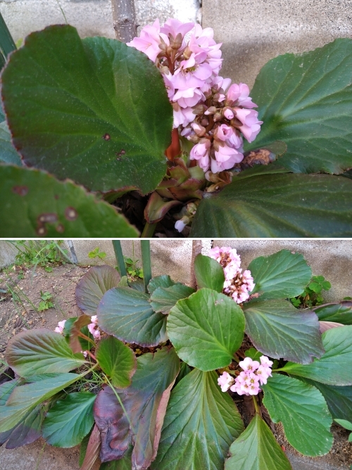 f:id:plnttr831:20220315202341j:plain