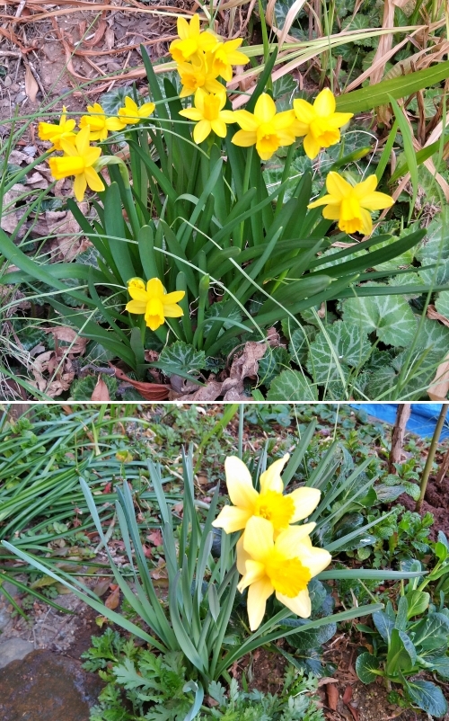 f:id:plnttr831:20220315202345j:plain