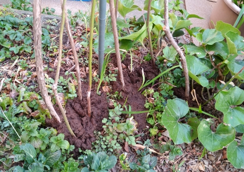 f:id:plnttr831:20220315202353j:plain