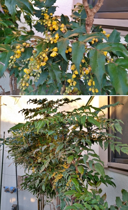 f:id:plnttr831:20220315202356j:plain