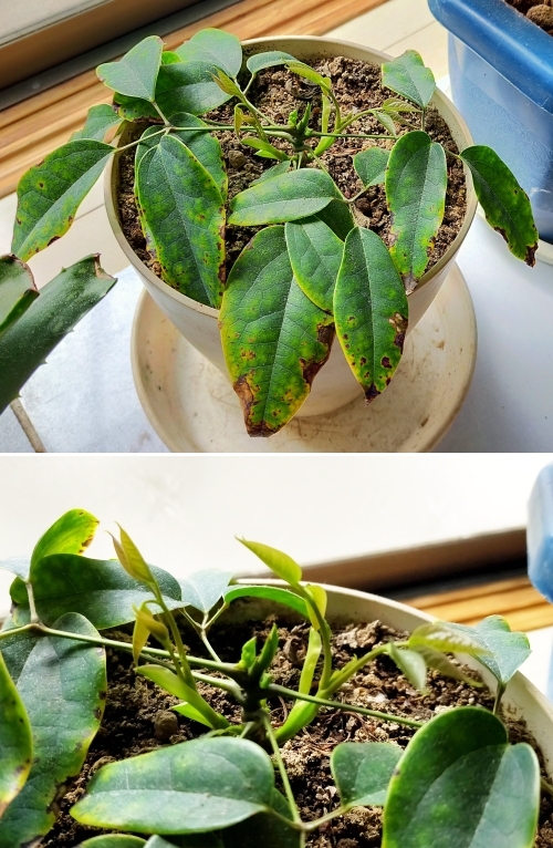 f:id:plnttr831:20220331201806j:plain