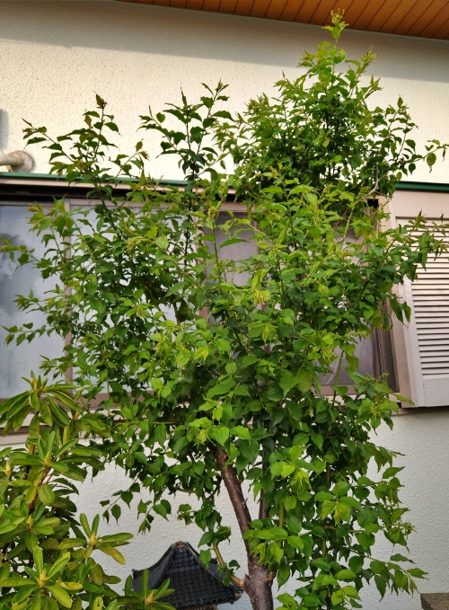 f:id:plnttr831:20220413201110j:plain