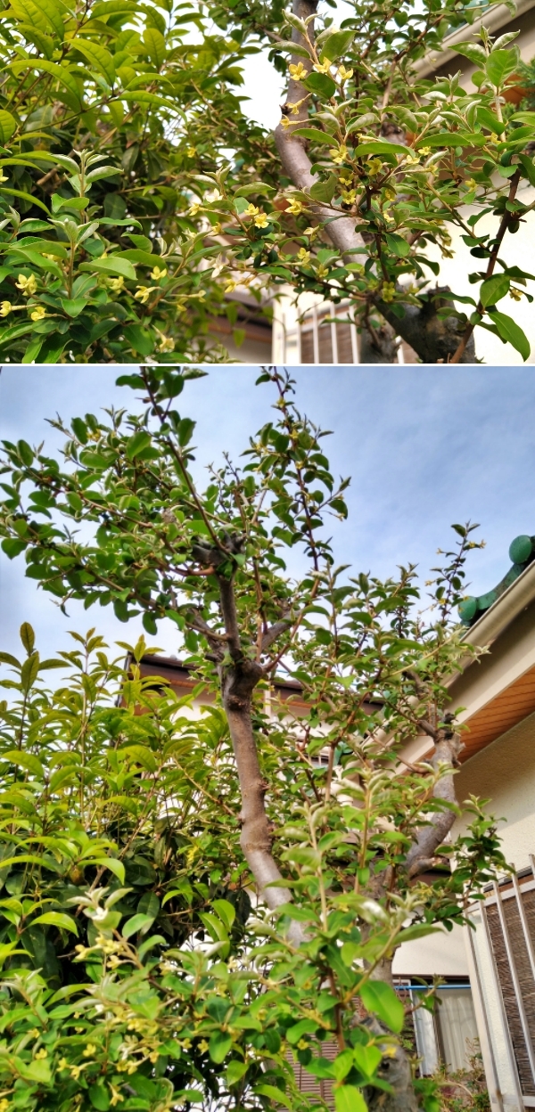f:id:plnttr831:20220413201113j:plain