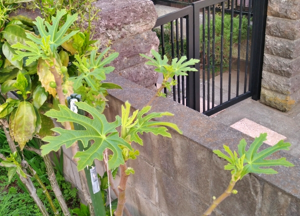 f:id:plnttr831:20220413201130j:plain