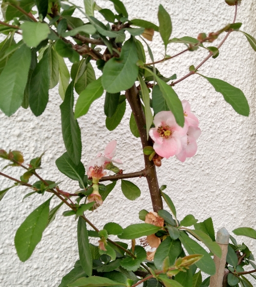 f:id:plnttr831:20220413201137j:plain
