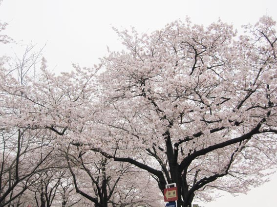 f:id:plum-k:20100407151140j:image:w400