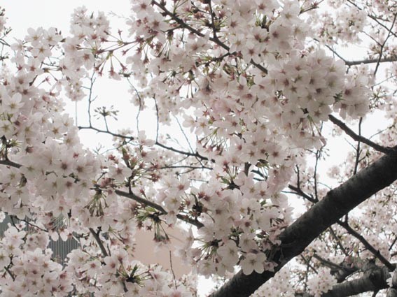 f:id:plum-k:20100407151141j:image:w400