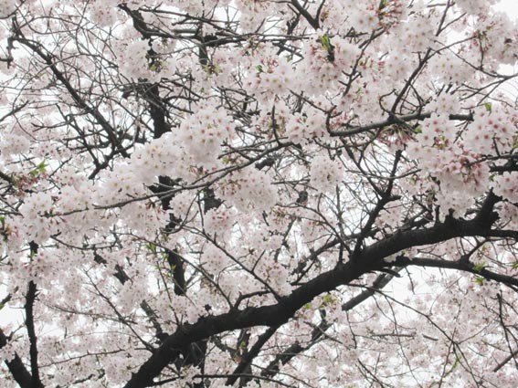 f:id:plum-k:20100407151142j:image:w400