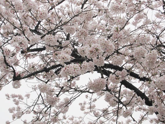 f:id:plum-k:20100407151143j:image:w400