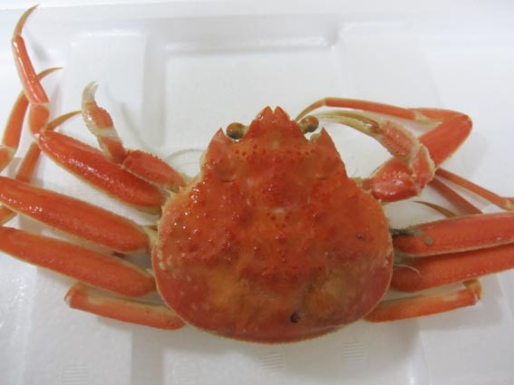 f:id:plum-k:20101111144342j:image:w400
